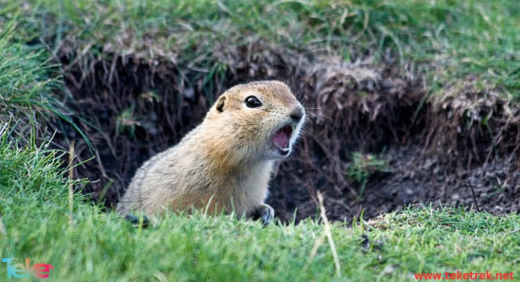  the Ground Squirrels