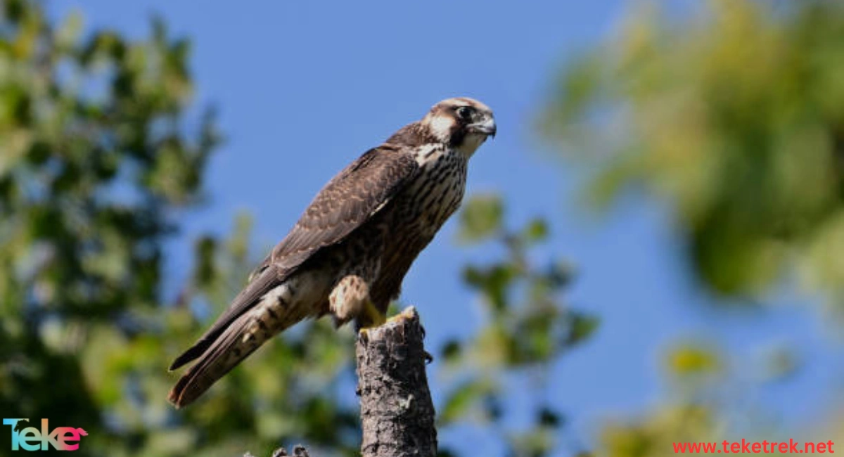 The Peregrine Falcon