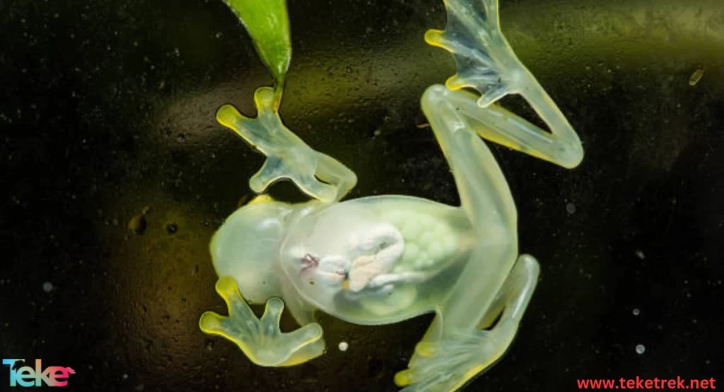 The Glass frog