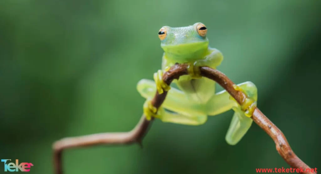 The Glass frog