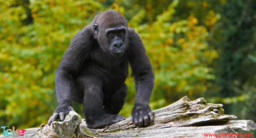 Eastern Gorilla