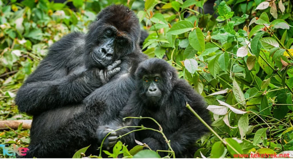 Eastern Gorilla