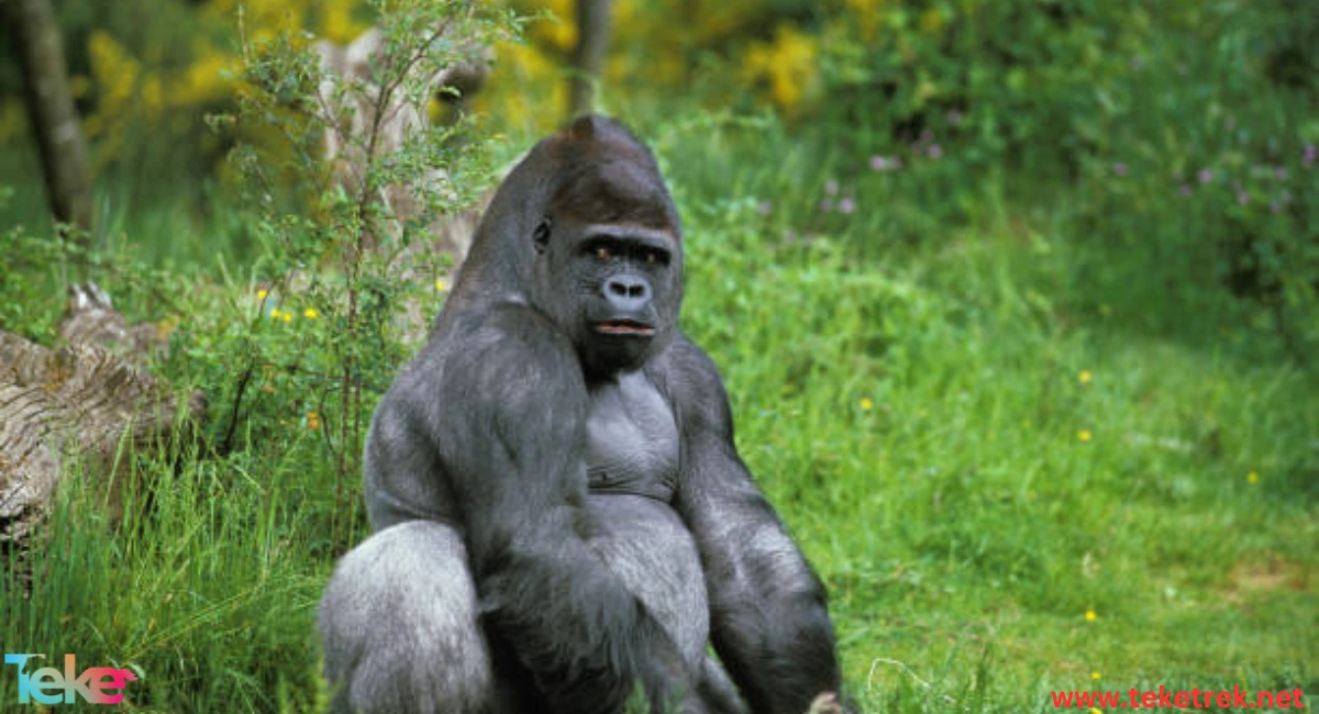 Eastern Gorilla