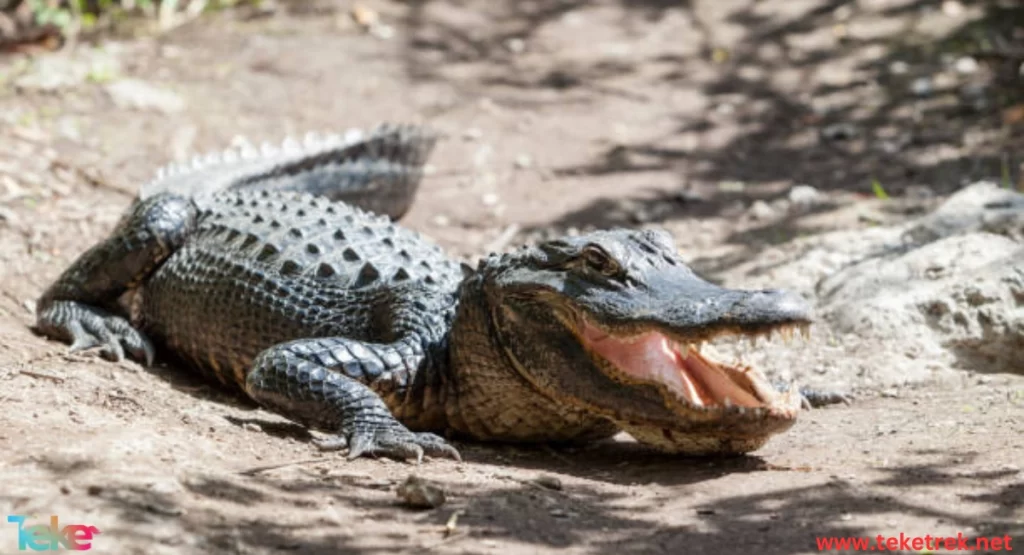 The American Alligator