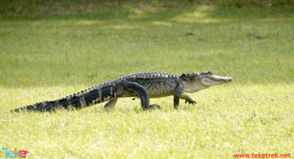 The American Alligator