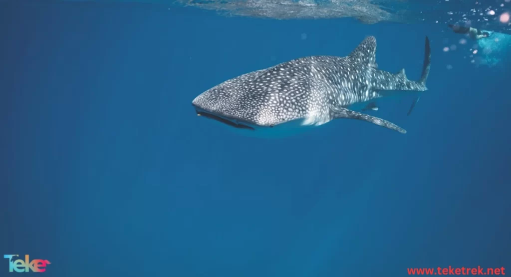 the whale shark