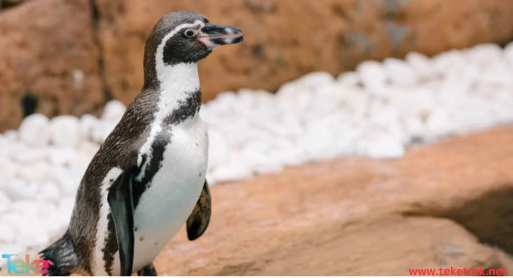 The Galapagos penguin