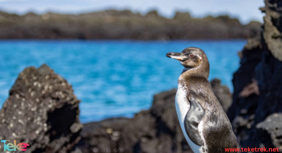 The Galapagos penguin