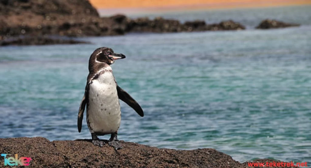 The Galapagos penguin