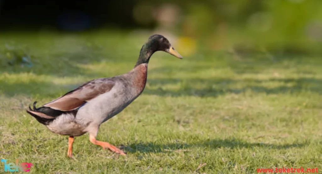 Indian Runner Ducks