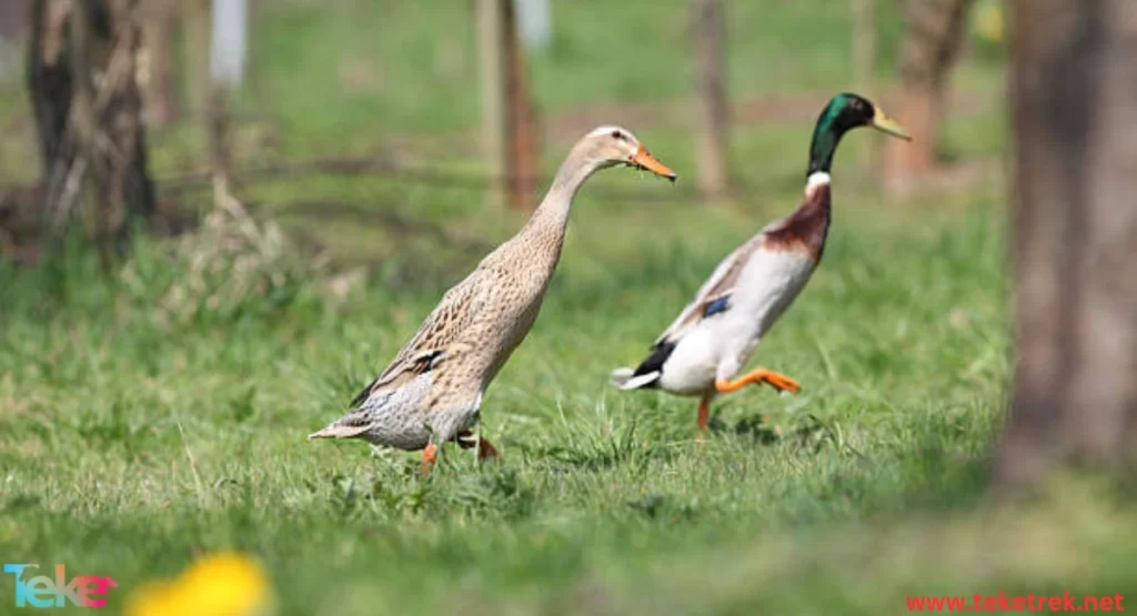 Indian Runner Ducks