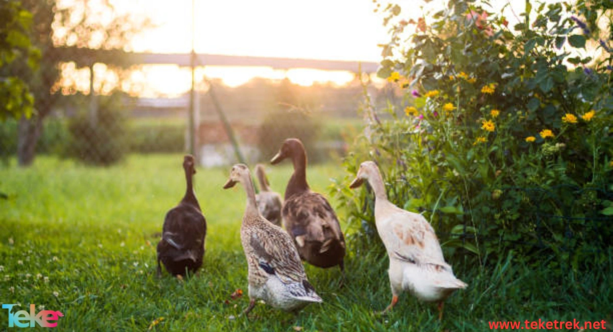 Indian Runner Ducks