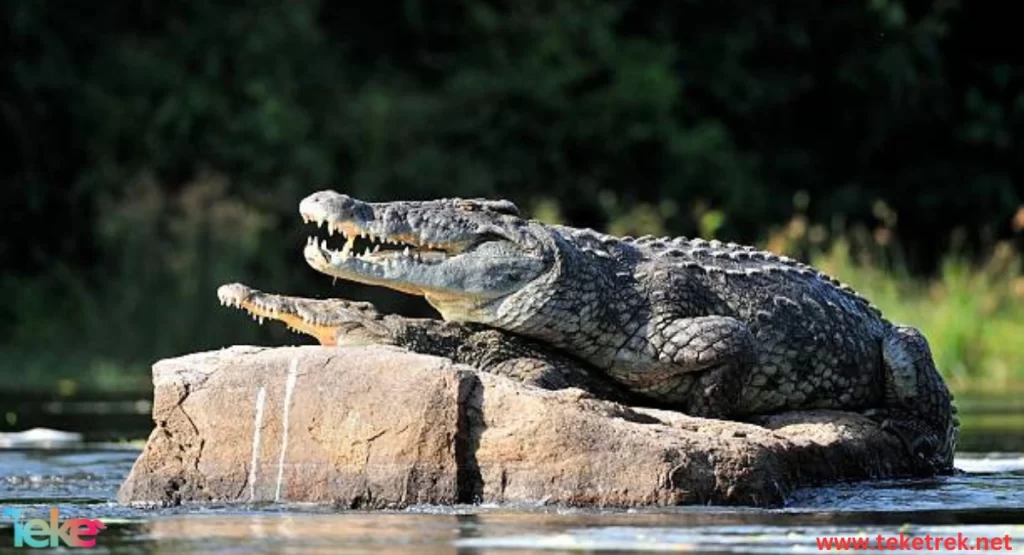 The Morelet crocodile