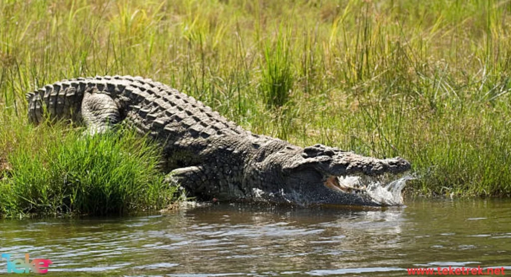 The Morelet crocodile