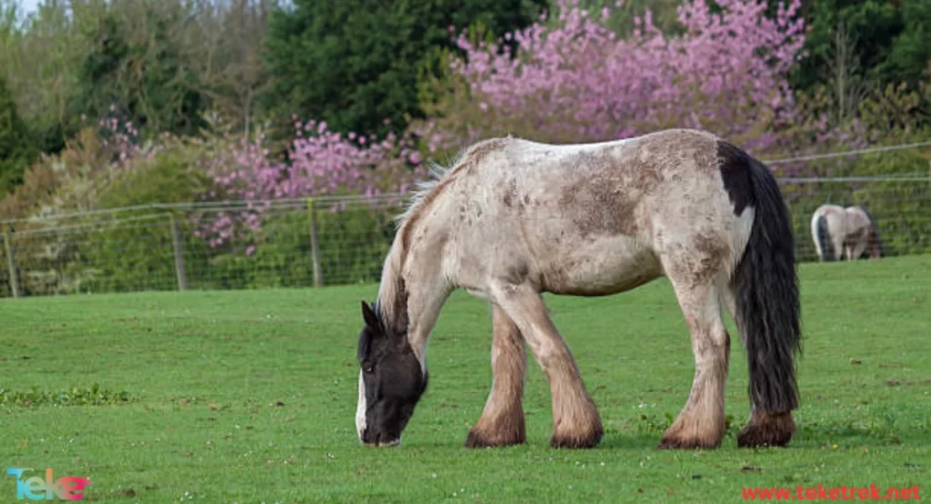 The Shire Horse