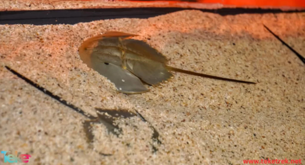 the Horseshoe Crab