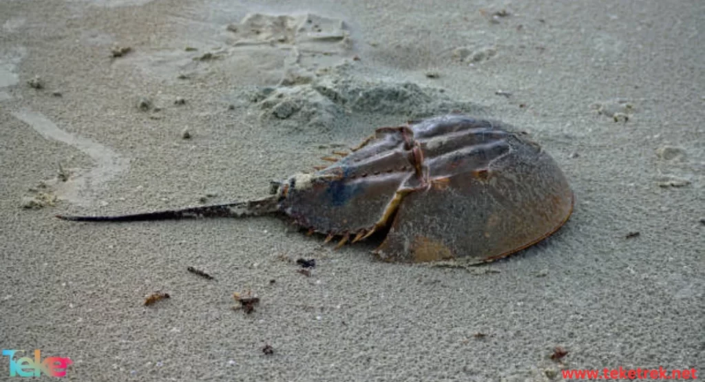 the Horseshoe Crab