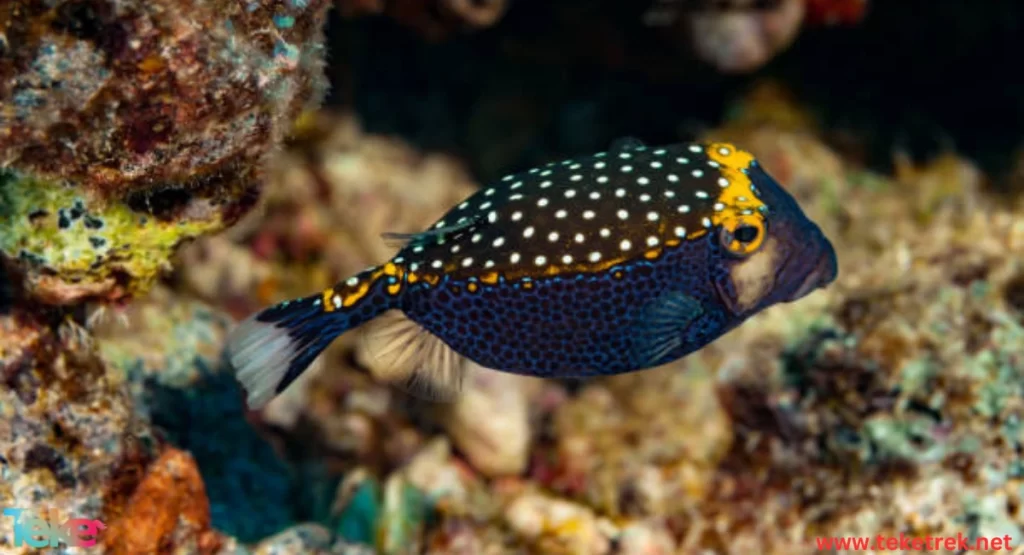 The Boxfish