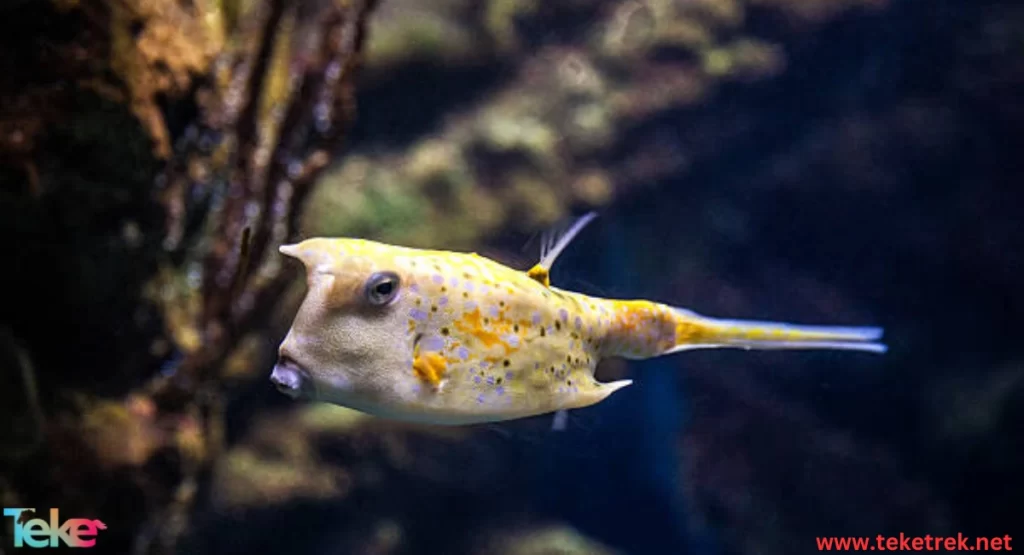 The Boxfish