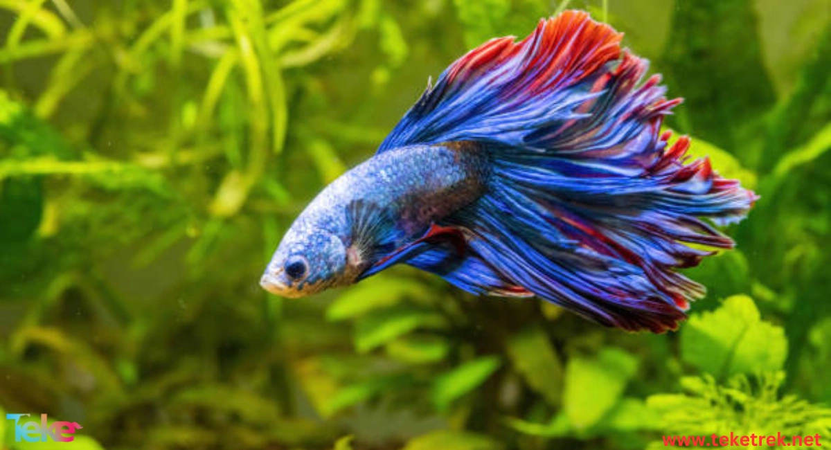 the Siamese Fighting fish