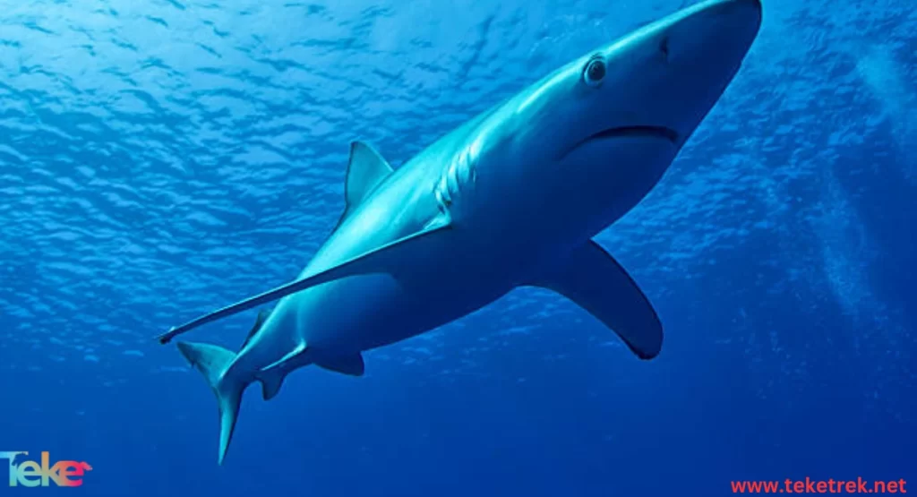 the Blue shark