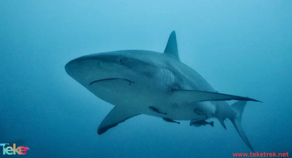 the Blue shark