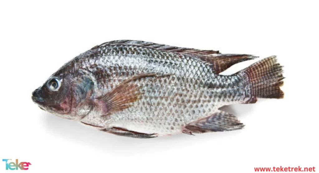  Nile Tilapia