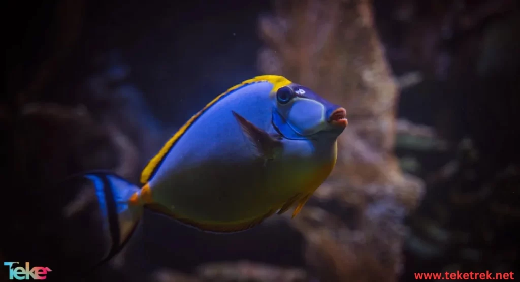 The Hippo Tang fish