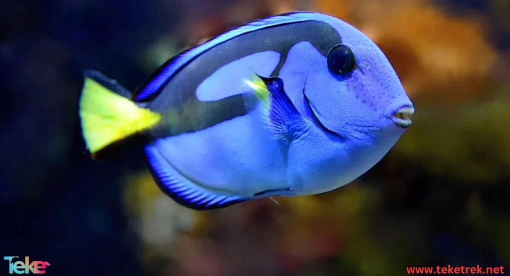 The Hippo Tang fish