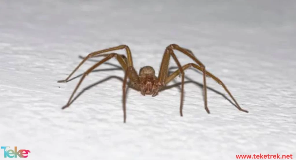 the Brown Recluse Spider