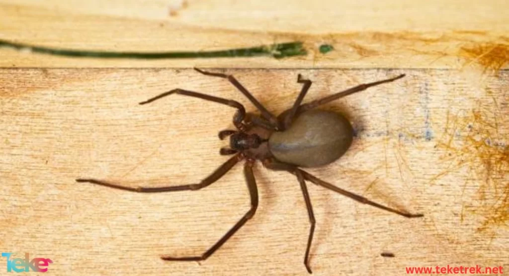 the Brown Recluse Spider