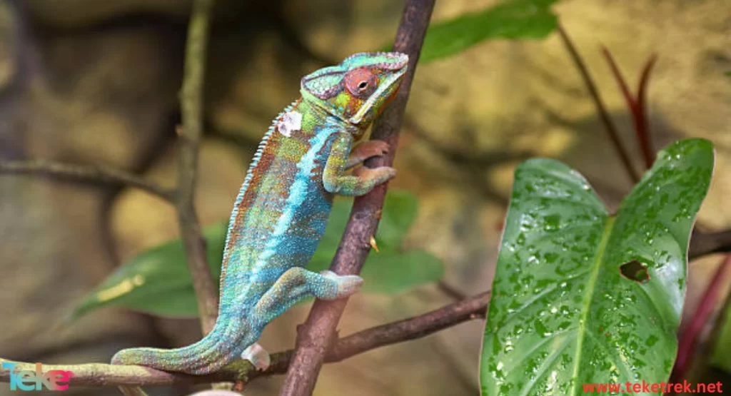 The Nano Leaf Chameleon Insect