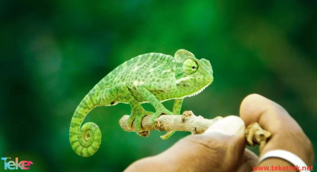 The Nano Leaf Chameleon Insect