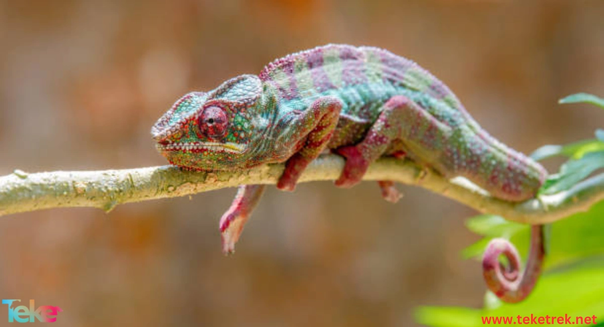 The Nano Leaf Chameleon Insect