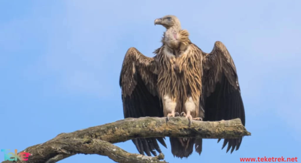 The himalayan vulture f