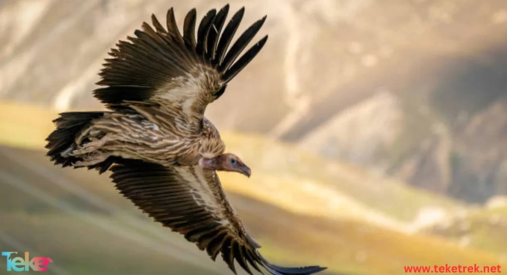 The himalayan vulture 