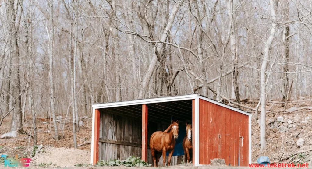 How do animals build their homes in winter