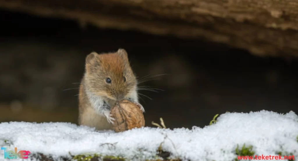 The food that animals eat in winter