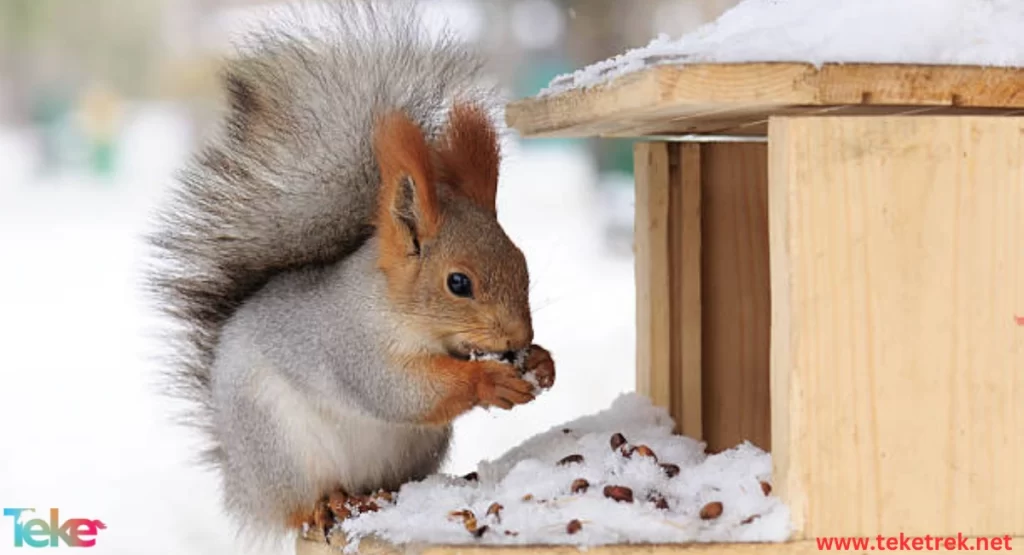 Animals that store food for the winter