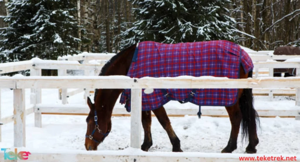 The effect of winter cold on the health of horses