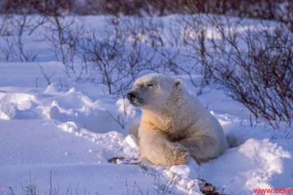 How do animals adapt to winter