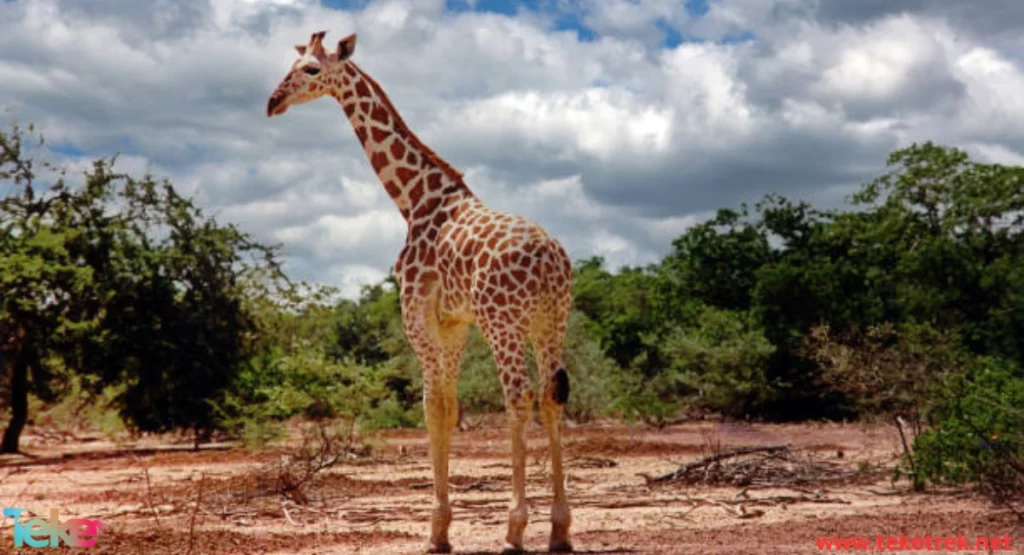 West African Giraffe