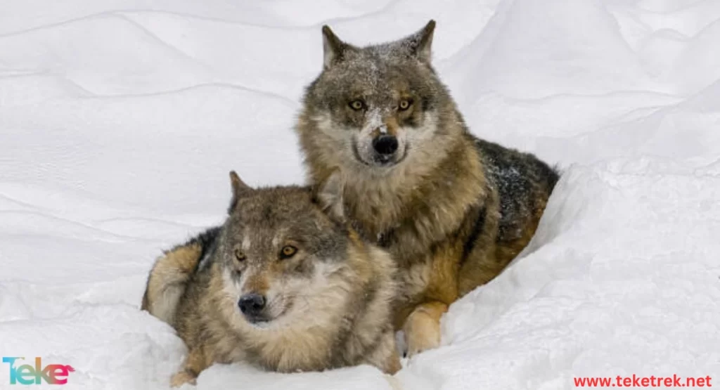 How do wolves survive in the winter