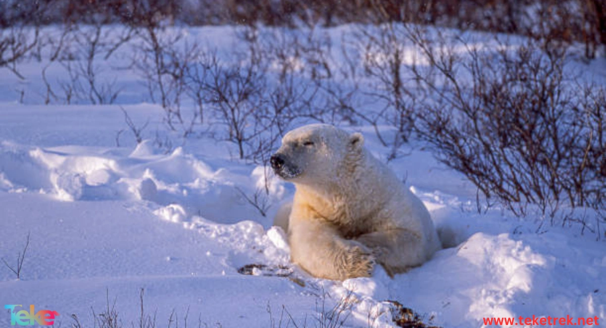 How do animals adapt to winter