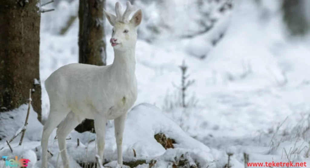 How do animals adapt to winter