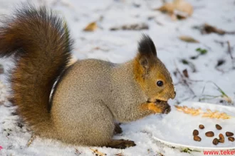 The food that animals eat in winter