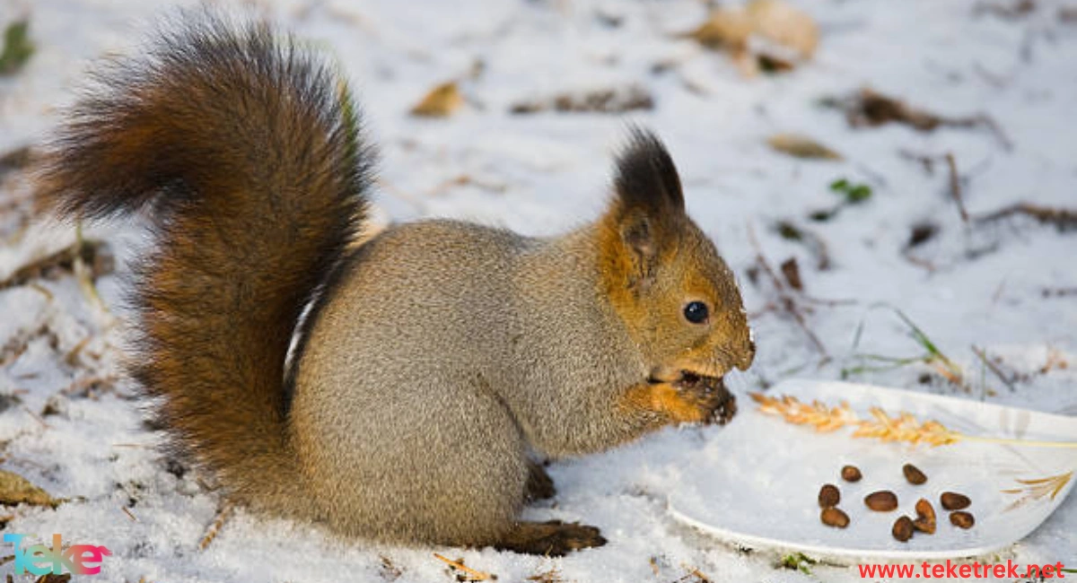 The food that animals eat in winter