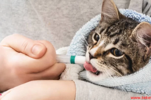 Cold symptoms in cats and treatment methods