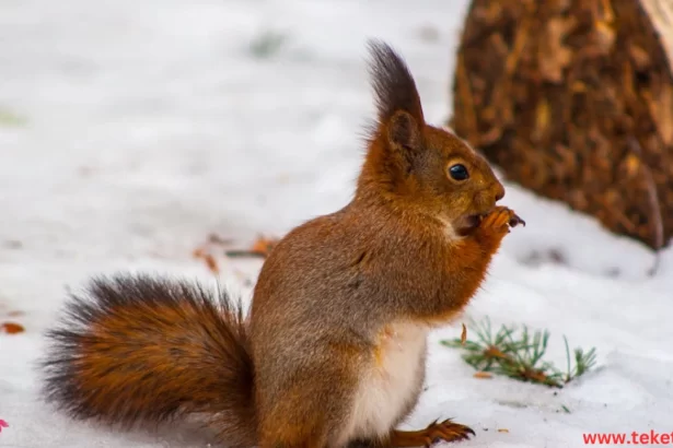 the difference between hibernation and migration