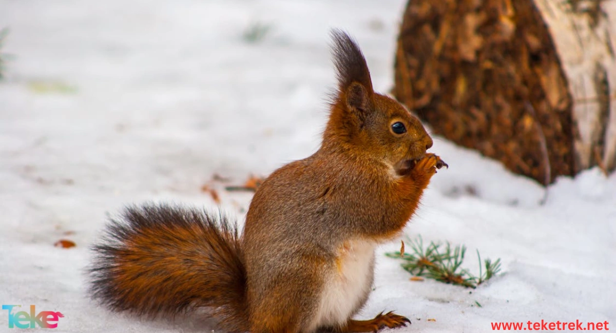 the difference between hibernation and migration